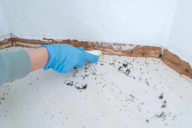 Best Residential Pest Control  in Mission Hills, CA